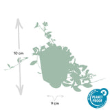 12x Vinca minor 'La Grave' - 10-25 cm - Ø9