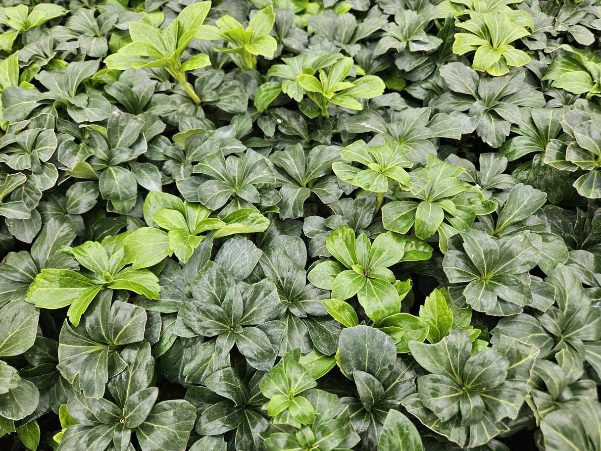 48x Pachysandra term. «Green Sheen» - 10-25 cm - Ø9