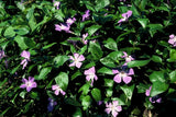 12x Vinca major - 10-25 cm - Ø9
