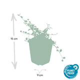 48x Cotoneaster pr. «Streib's Findling» - 10-25 cm - Ø9