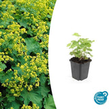 48x Alchemilla mollis - 10-25 cm - Ø9
