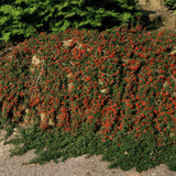 48x Cotoneaster pr. «Queen of Carpets» - 10-25 cm - Ø9