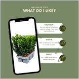 48 x Euonymus «Green Spire» - 15 cm - Ø7