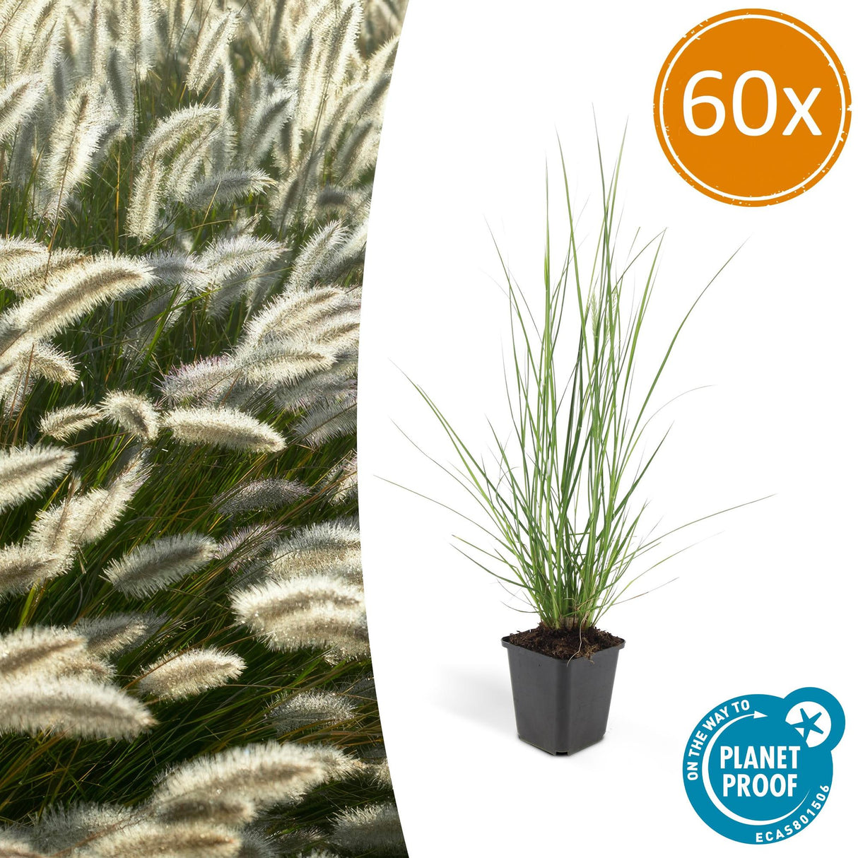 60x Pennisetum alopecuroides «Hameln» - 10-25 cm - Ø9