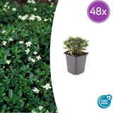 48x Potentilla tridentata «Nuuk» - 10-25 cm - Ø9