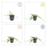 24x Vinca minor «Alba» - 10-25 cm - Ø9