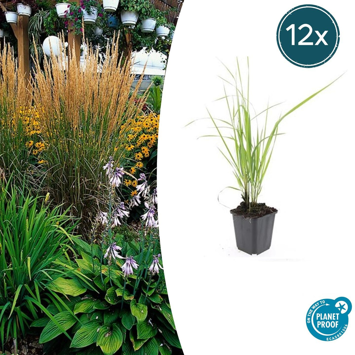 12x Calamagrostis acut. «Karl Foerster»  - 10-25 cm - Ø9