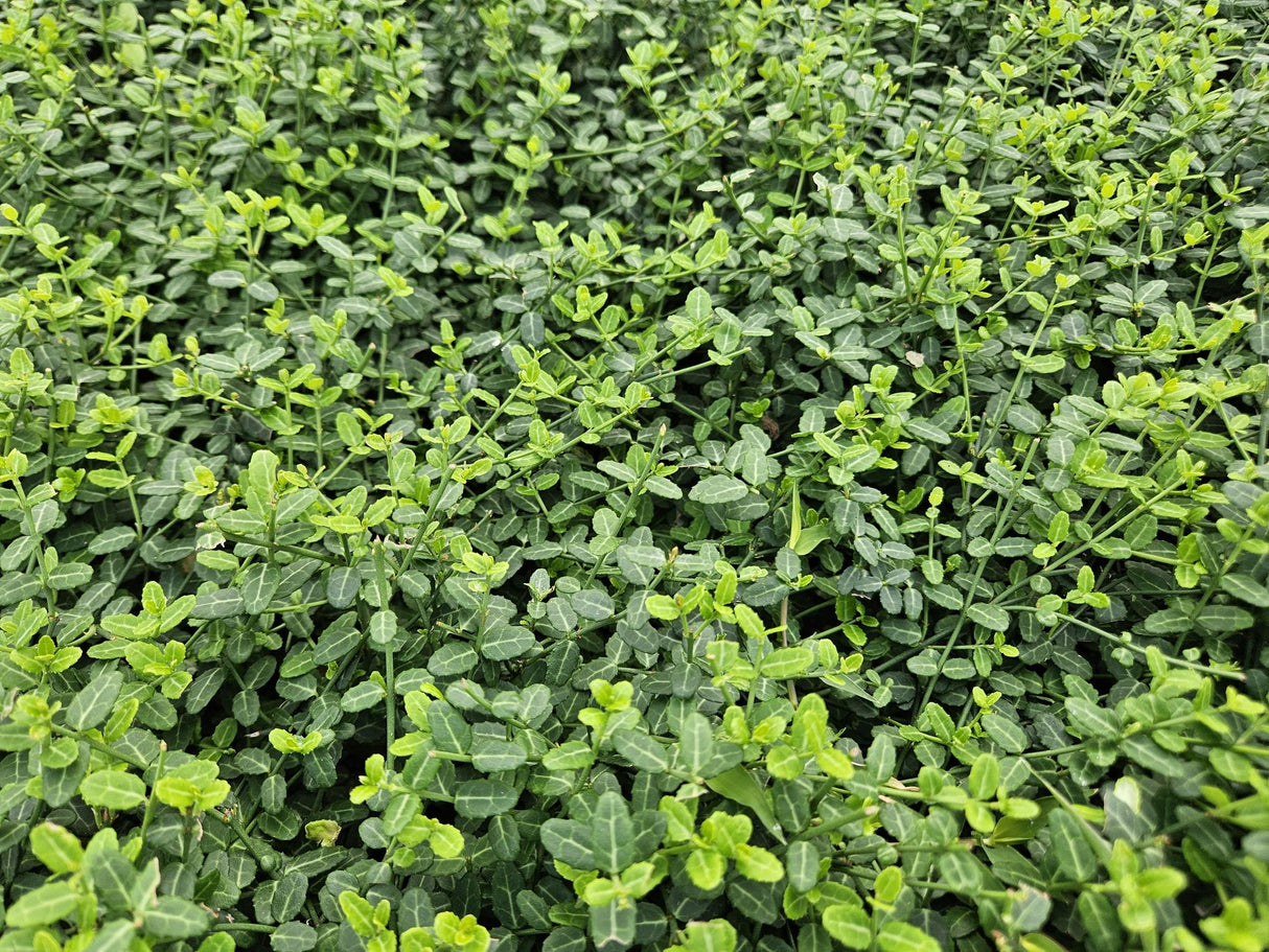 24x Euonymus fort. «Minimus» - 10-25 cm - Ø9