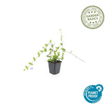 48x Vinca minor «Blue and Gold» - 10-25 cm - Ø9