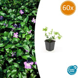 60x Vinca major - 10-25 cm - Ø9