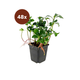 48x Pachysandra term. « Green Sheen » - 10-25 cm - Ø9