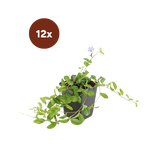 12x Vinca minor « La Grave » - 10-25 cm - Ø9