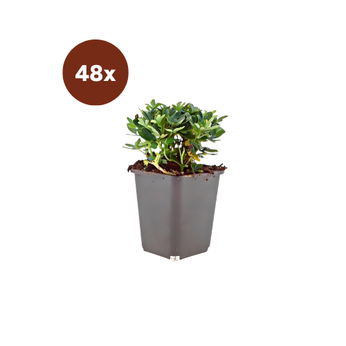 48x Potentilla tridentata « Nuuk » - 10-25 cm - Ø 9