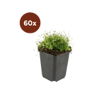 60x Sagina subulata - 10-25 cm - Ø9