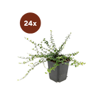 24x Euonymus fort. « Minimus » - 10-25 cm - Ø9