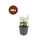 48x Euonymus fort. « Harlequin » - 10-25 cm - Ø9