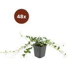 48x Vinca minor « Alba » - 10-25 cm - Ø 9