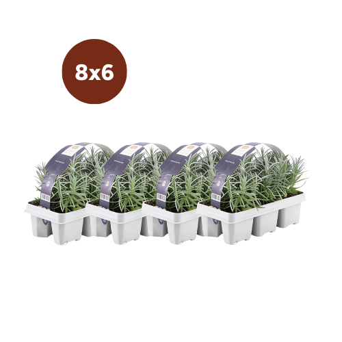 Lot de 8 x 6 Lavande angustifolia - 15 cm - Ø7