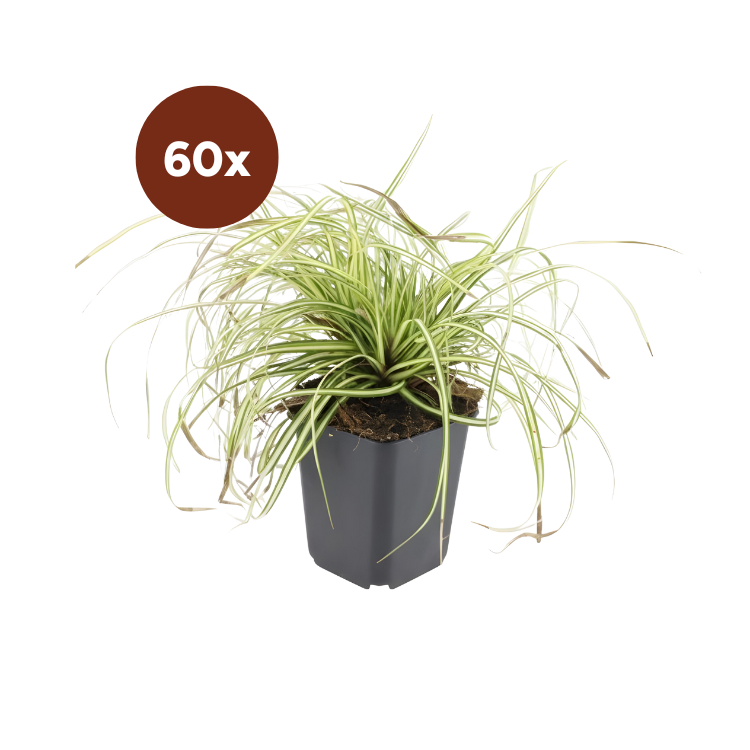 60x Carex oshim. « Evergold »  - 10-25 cm - Ø9