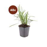 48x Liriope muscari « Monroe White » - 10-25 cm - Ø9