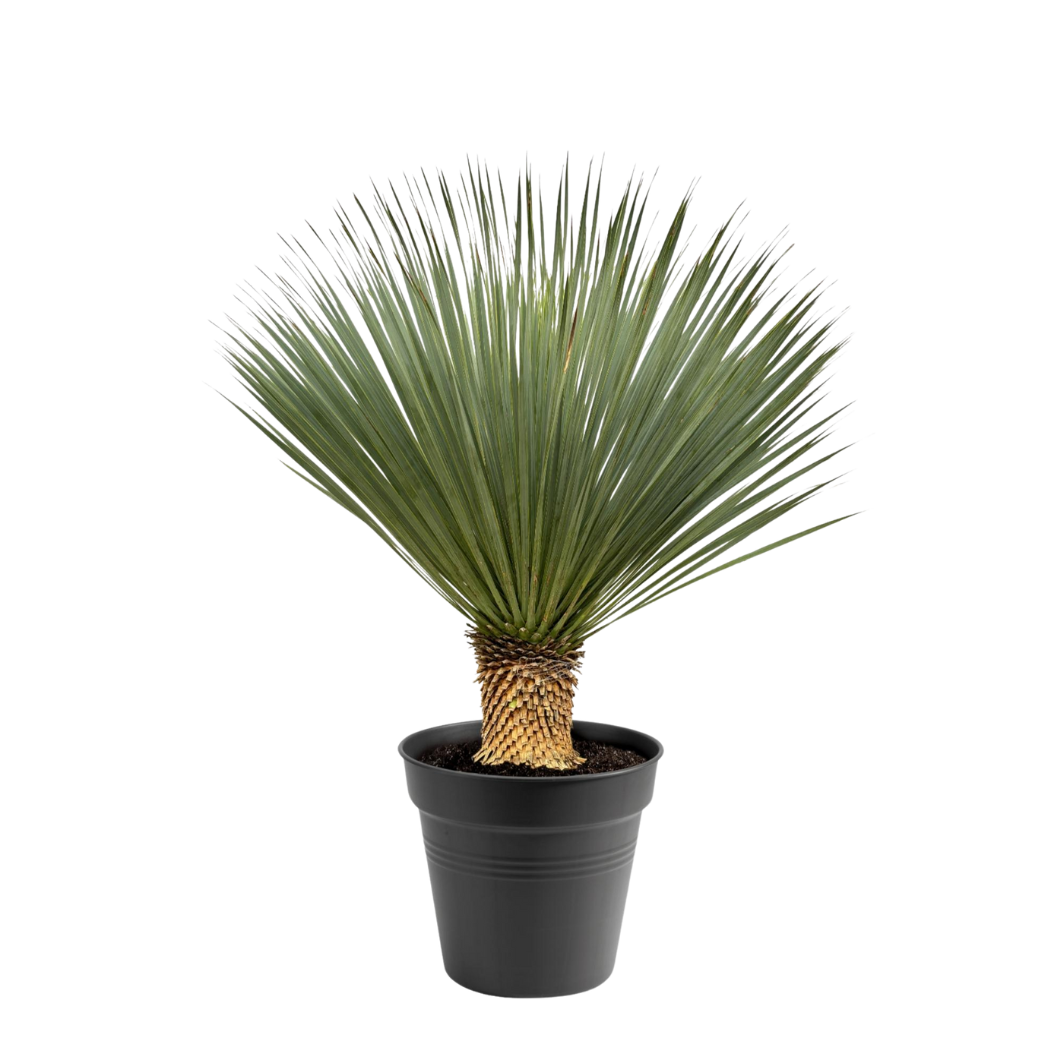 Yucca Rostrata - 100-120 cm - Ø40