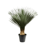 Yucca Rostrata - 140-160 cm - Ø50