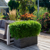 Fargesia Moontears Boobux XL - 70 cm - Ø29