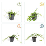 12x Vinca minor « La Grave » - 10-25 cm - Ø9