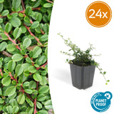 24x Cotoneaster pr. « Streib's Findling » - 10-25 cm - Ø9