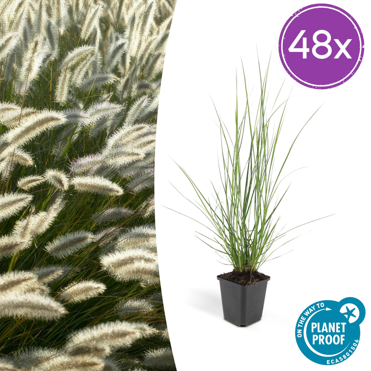 48x Pennisetum alopecuroides « Hameln » - 10-25 cm - Ø 9