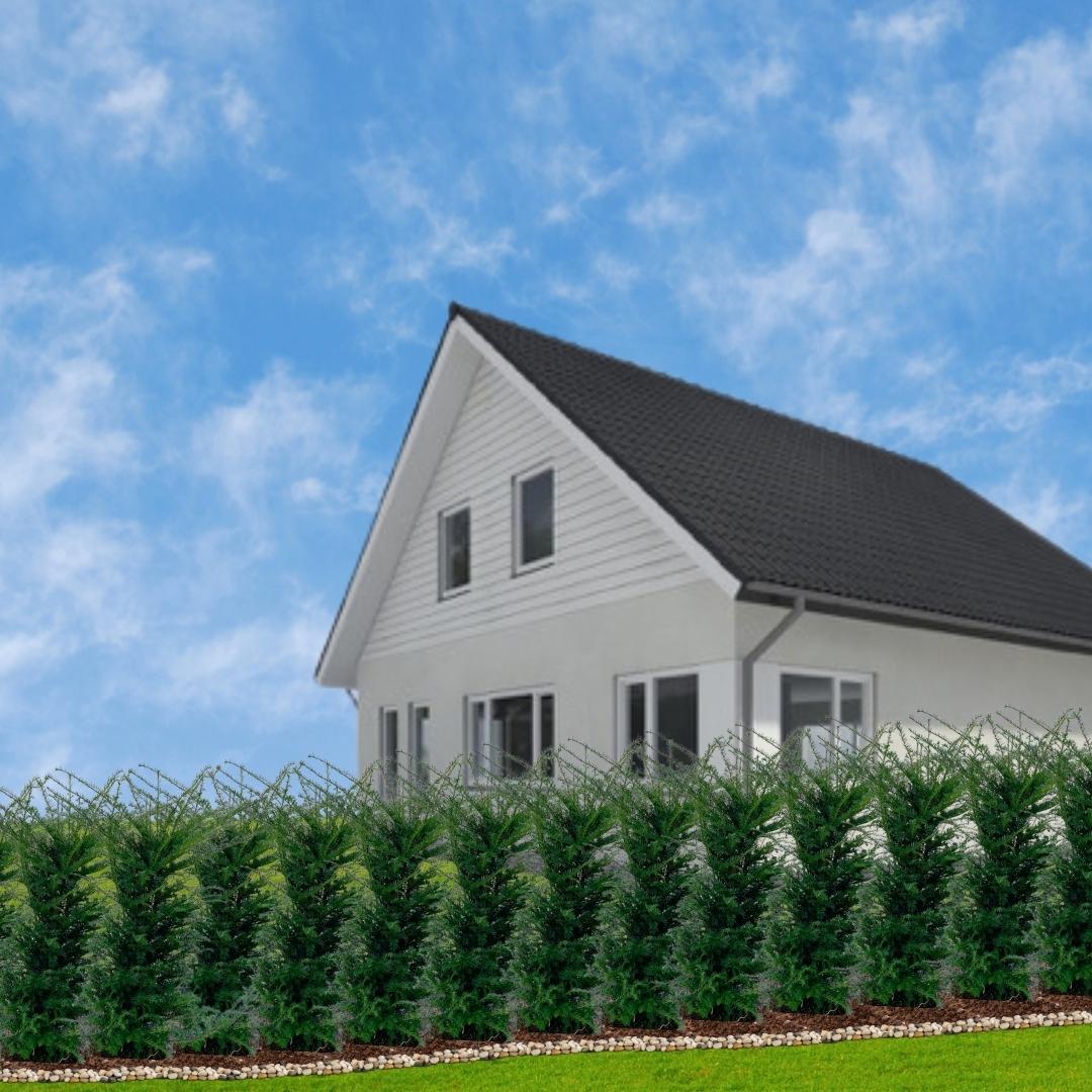 Grands plants de if pour une haie de 10 mètres linéaires | - 12L - 20 x | ↨ 100-125 cm