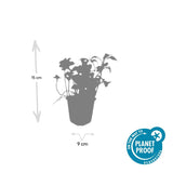 48x Pachysandra term. « Green Sheen » - 10-25 cm - Ø9