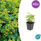 48x Alchemilla mollis - 10-25 cm - Ø9