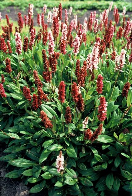 48x Persicaria aff. « Darjeeling Red » - 10-25 cm - Ø9