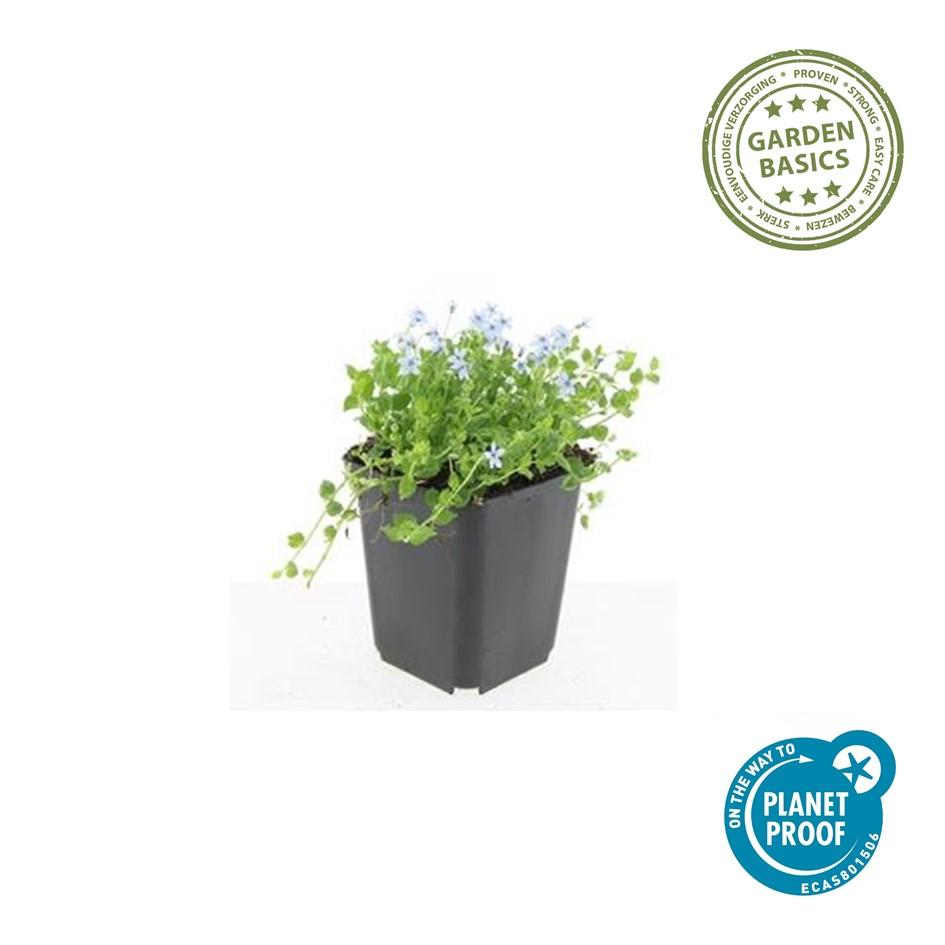 60x Isotoma fluviatilis « Alba » - 10-25 cm - Ø9