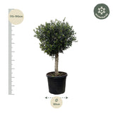 Olea Europaea Lorc - 180 cm - Ø50