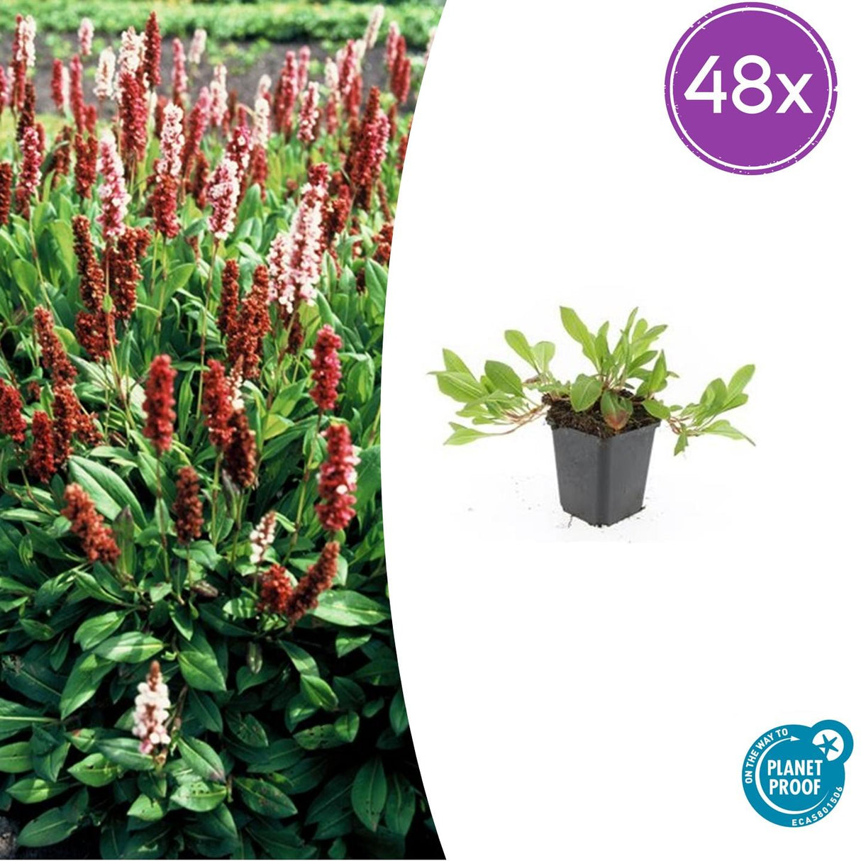 48x Persicaria aff. « Darjeeling Red » - 10-25 cm - Ø9