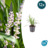 12x Liriope muscari « Monroe White » - 10-25 cm - Ø9