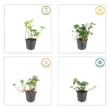 48x Pachysandra term. « Green Sheen » - 10-25 cm - Ø9