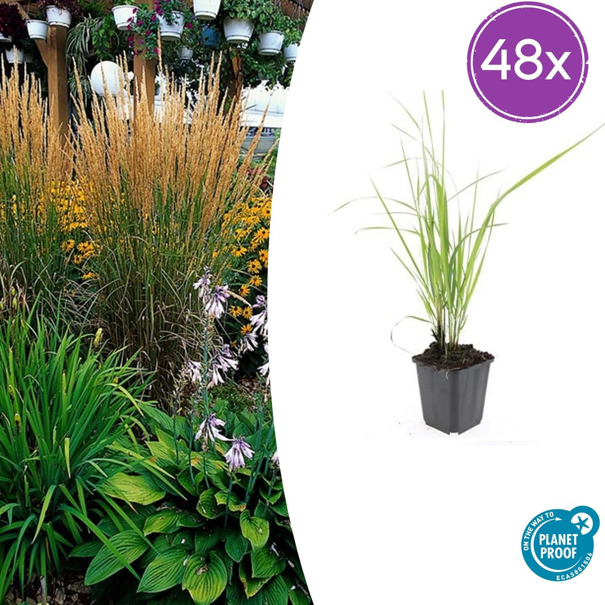 48x Calamagrostis acut. « Karl Foerster »  - 10-25 cm - Ø9