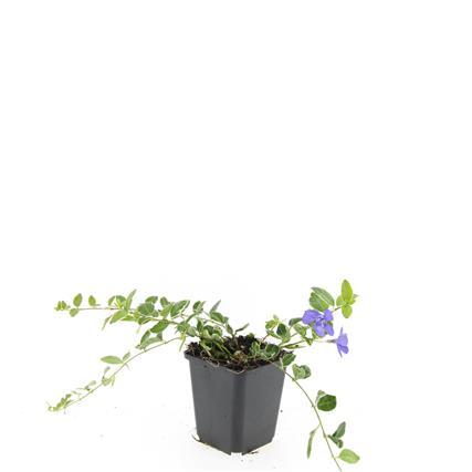 48x Vinca minor « Ralph Shugert » - 10-25 cm - Ø9