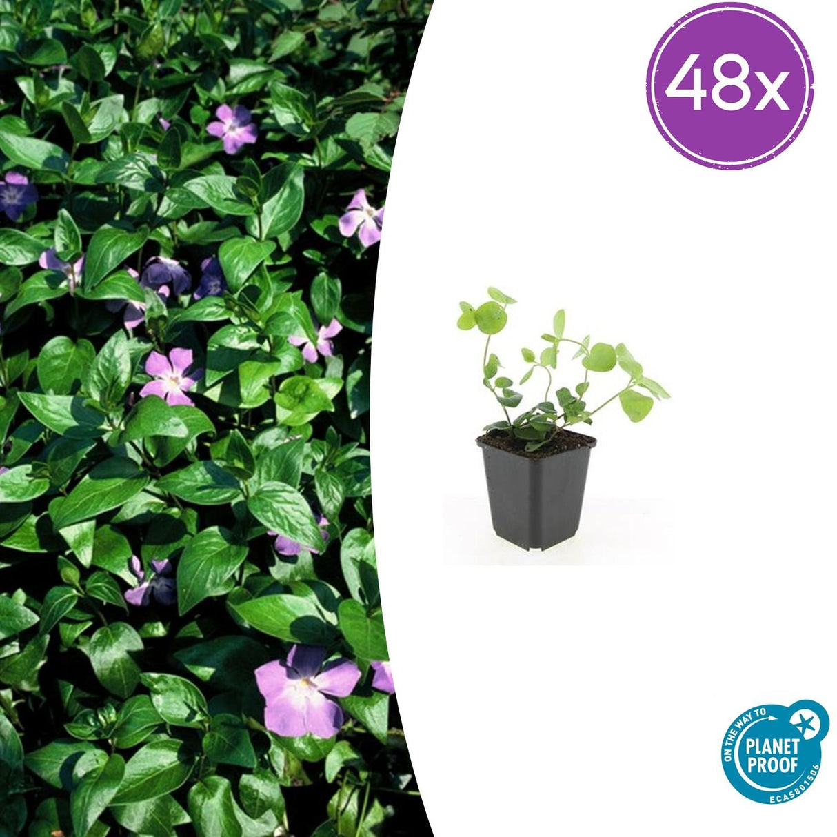 48x Vinca major - 10-25 cm - Ø9