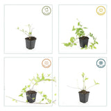 48x Vinca major « Alba » - 10-25 cm - Ø9