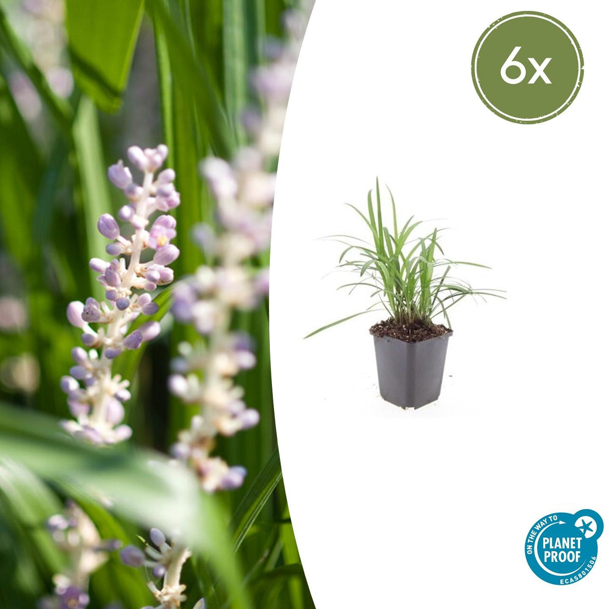 6x Liriope muscari « Monroe White » - 10-25 cm - Ø9