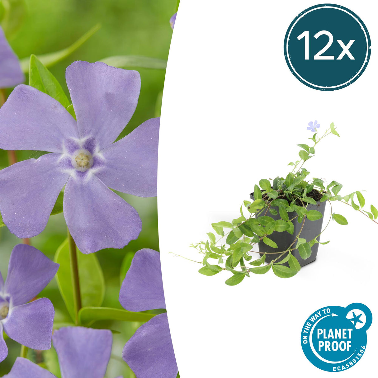 12x Vinca minor « La Grave » - 10-25 cm - Ø9