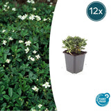 12x Potentilla tridentata « Nuuk » - 10-25 cm - Ø 9
