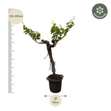 Vigne (Vitis Vinifera) tronc ramifié - 220 cm - Ø55