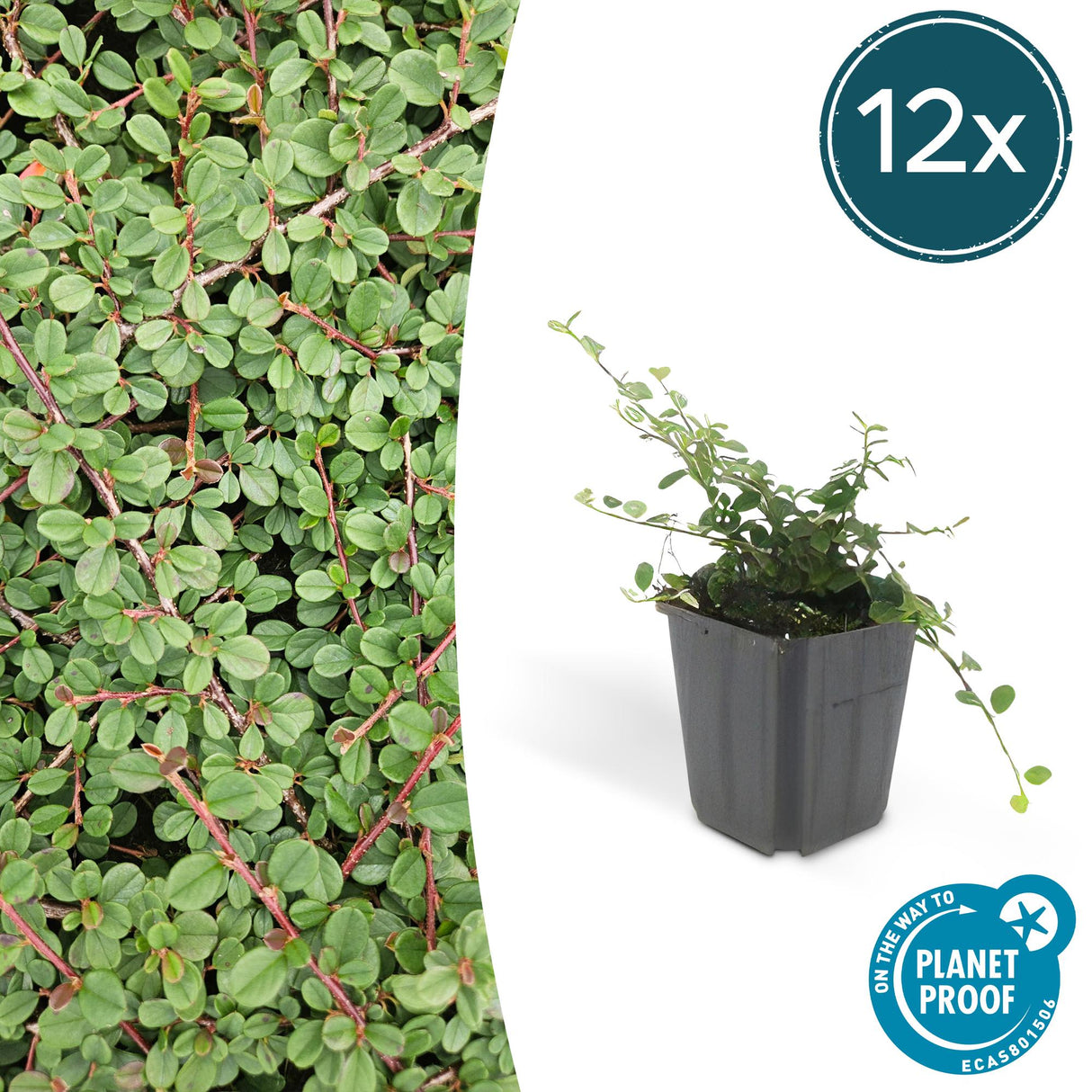 12x Cotoneaster pr. « Queen of Carpets » - 10-25 cm - Ø9