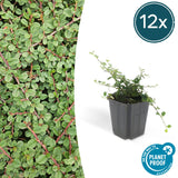 12x Cotoneaster pr. « Queen of Carpets » - 10-25 cm - Ø9