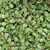 24x Cotoneaster pr. « Streib's Findling » - 10-25 cm - Ø9